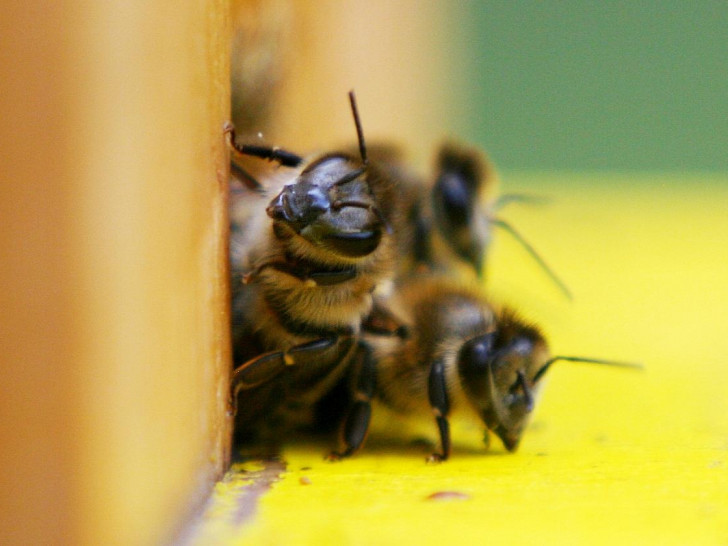 Bienen (Archiv)