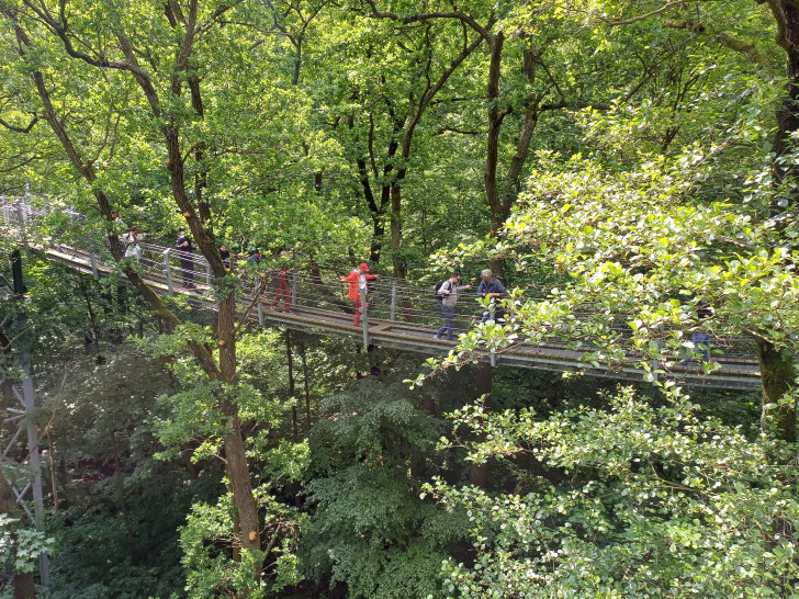 Der Baumwipfelpfad in Bad Harzburg ist eine touristische Erfolgsgeschichte. Nun wollen die Investoren und die Stadt Bad Harzburg das Gebiet, das bereits vor einigen Jahren um eine Baumschwebebahn ergänzt wurde, weiterentwickeln. In der touristisch vorgeprägten Zone soll anstelle des maroden Hochseilgartens eine WipfelErlebnisWelt entstehen.