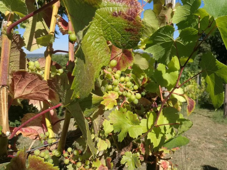 Weinstock (Archiv)