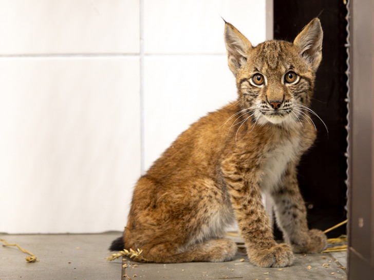 In der Wildtier- und Artenschutzstation Sachsenhagen bei Hannover werden zwei Luchswaisen aus dem Vorharz gepflegt. Die Jungtiere sind laut tierärztlicher Untersuchung unterernährt, haben aber augenscheinlich gute Überlebenschancen.