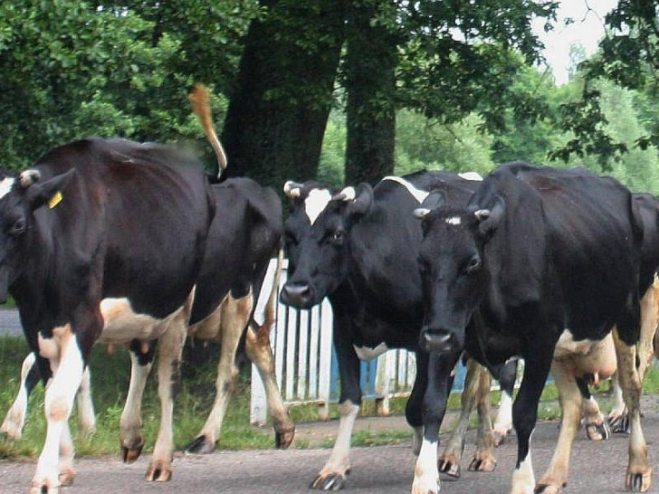Kühe (Archiv)