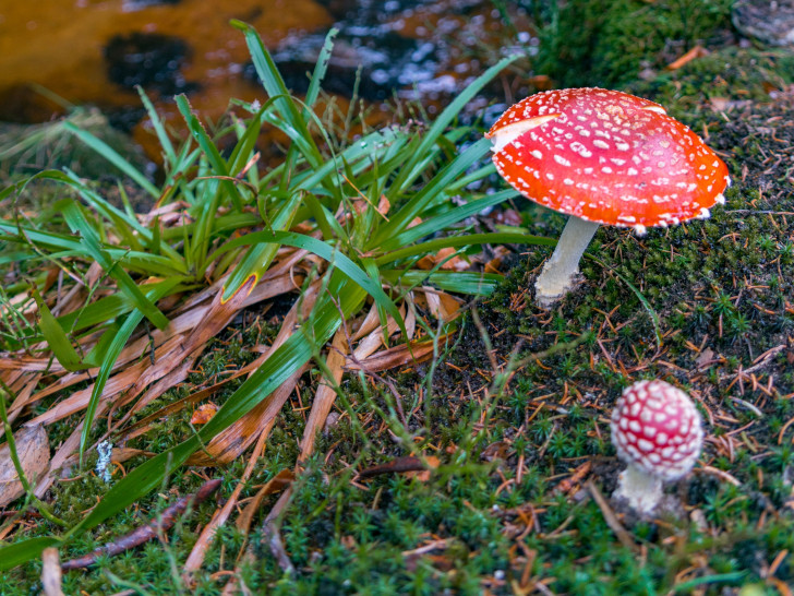 Nicht jeder Pilz ist uneingeschränkt verzehrbar. Symbolbild