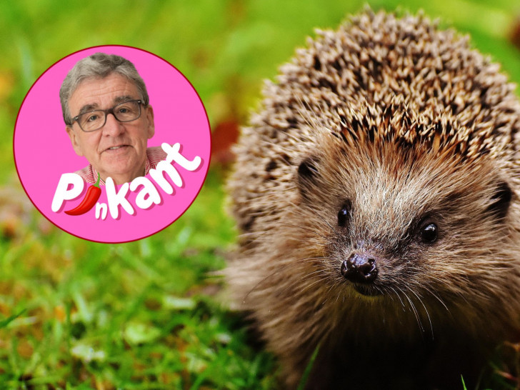 Der dicke Helmut hat da so eine Ahnung.