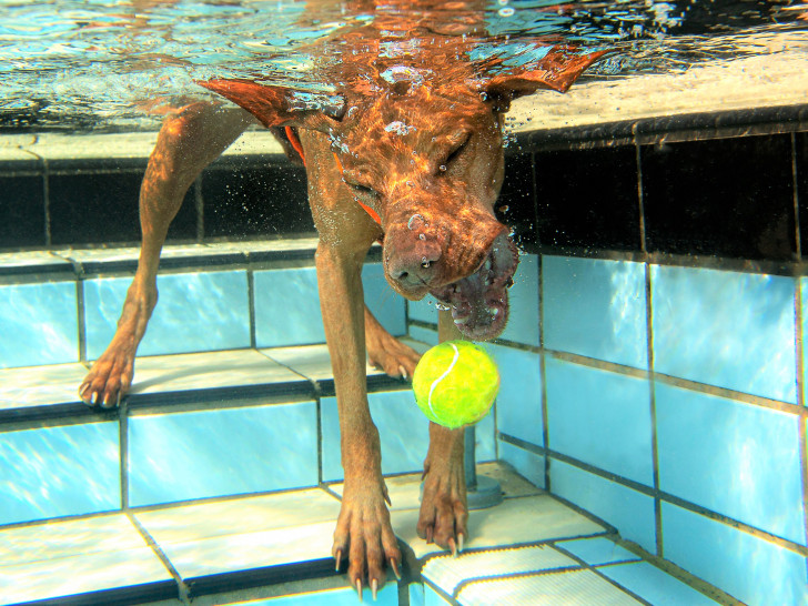 Bald gibt es wieder ein Hundeschwimmen im Freibad Raffteich.