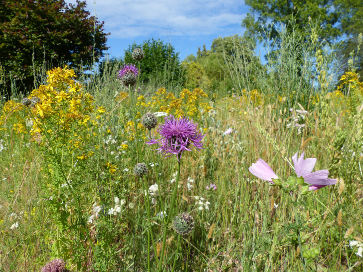 Mit Wildblumenwiesen entstehen Rückzugsräume für die Natur und seltene und gefährdete Arten finden ein Zuhause in der Stadt.