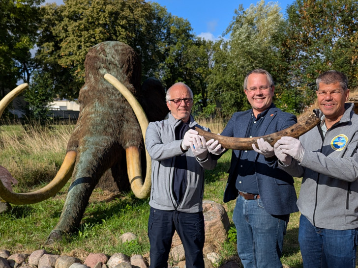 Foto: Freute sich über den Neuzugang: Museumsleiter Arne Homann (Mitte) mit Harald Wiegleb (links), Jürgen Woelke (rechts) und dem Stoßzahn im Eiszeitgarten Salder. Im Hintergrund das lebensgroß rekonstruierte ausgewachsene Mammut im Eiszeitgarten.