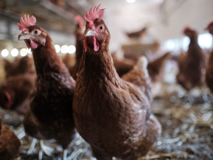 Zum Schutz vor einer Ausbreitung der Geflügelpest werden Teile des Landkreises Goslar zur Überwachungszone erklärt. 