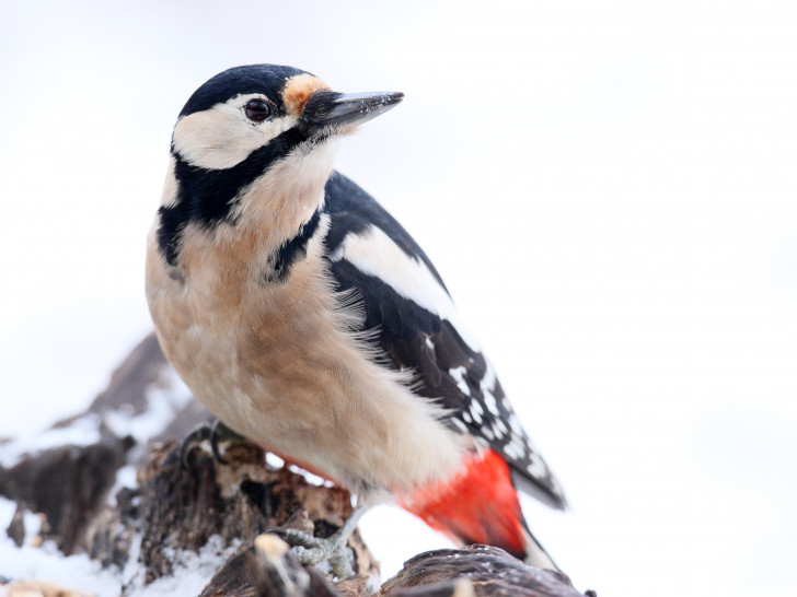 Auch der Buntspecht ist in so manchem Garten zu finden.