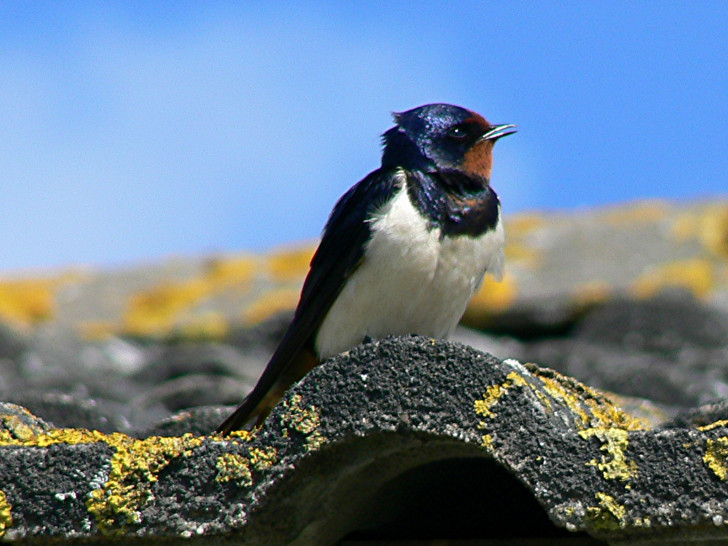 Eine Rauchschwalbe auf einem Dach.