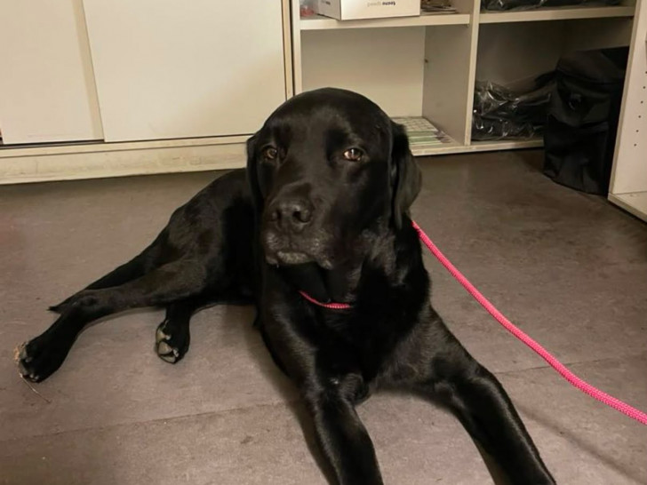 Die Polizei sucht nach dem Besitzer dieses Labradors.