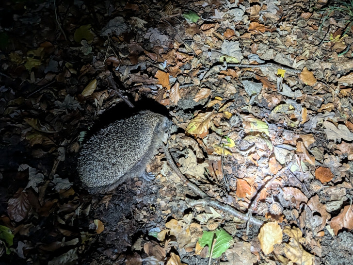 Der Igel konnte den Polizeigewahrsam verlassen.