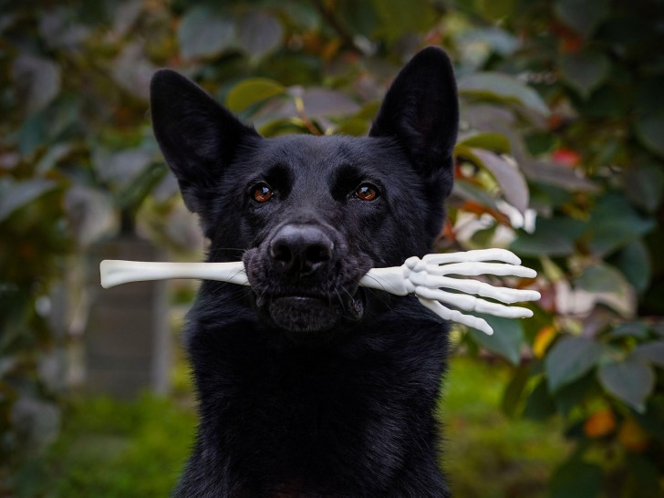 Viele Besitzer verkleiden zu Halloween auch ihre Haustiere – dabei ist das nicht ungefährlich.