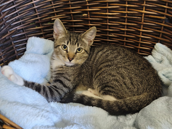 Regina ist eine süße, neugierige und sehr verträgliche junge Katze.
