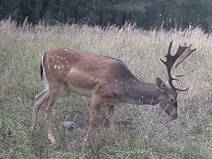 Dieser Hirsch wird gesucht.