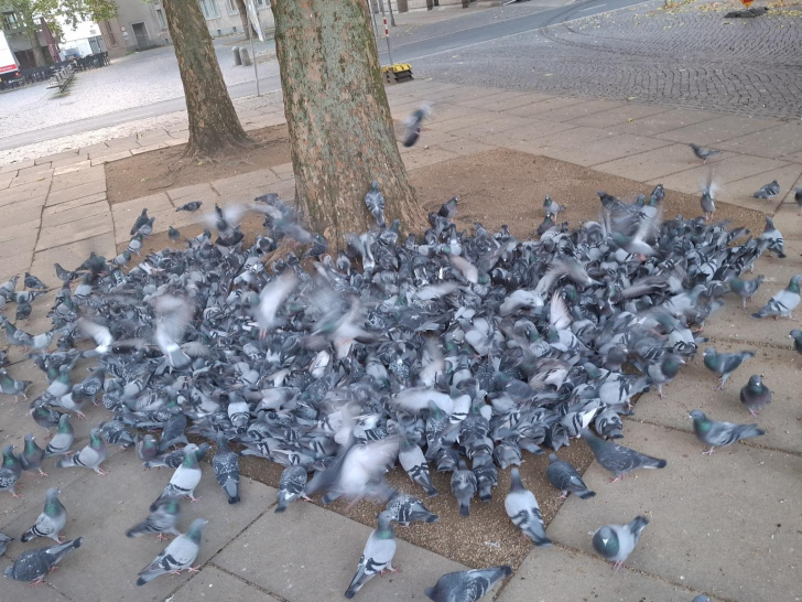 Ein Radfaher soll durch die Futterstelle am Dom gefahren sein.