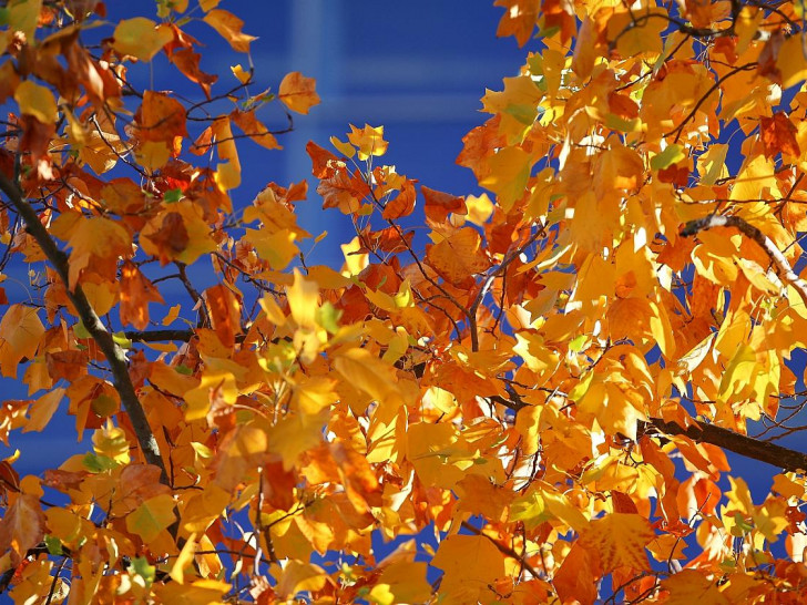 Herbstblätter (Archiv)