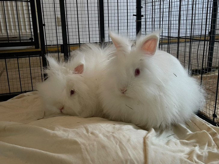 Die beiden Angora-Mixe Yor und Loid sind auf der Suche nach einem liebevollen Zuhause.