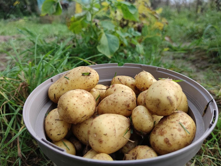 Geerntete Kartoffeln (Archiv)