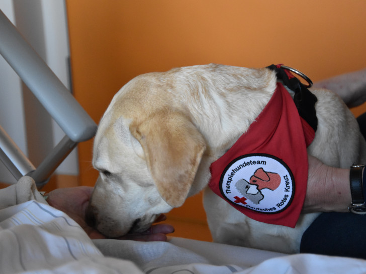 Willkommene Abwechslung auf der Palliativstation: Therapiehündin Alba lässt sich gern streicheln.