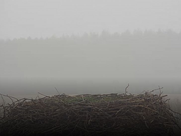 Das Nest von Fridolin und Mai ist noch leer. 