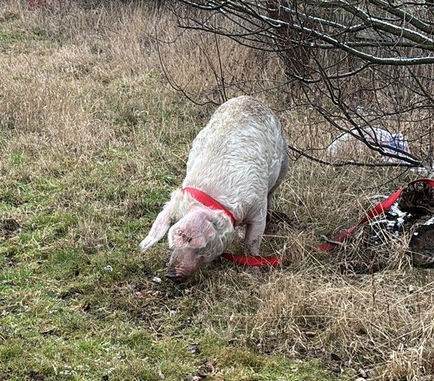 "Schwein gehabt!" hieß es gestern in Bad Harzburg.