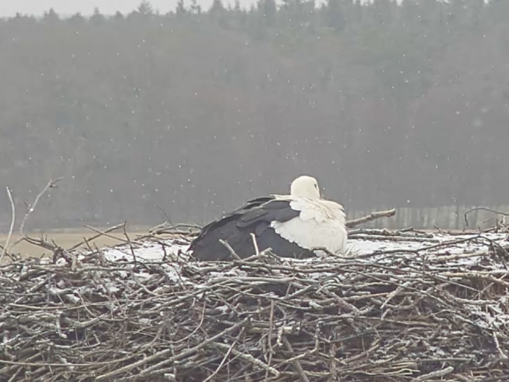 Ein Storch ist bereits da.