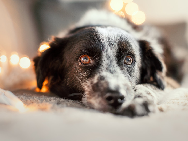 Durch genaues Hinschauen können schon kleinste Schmerzanzeichen der Vierbeiner erkannt und die Ursache frühzeitig tiermedizinisch behandelt werden.
