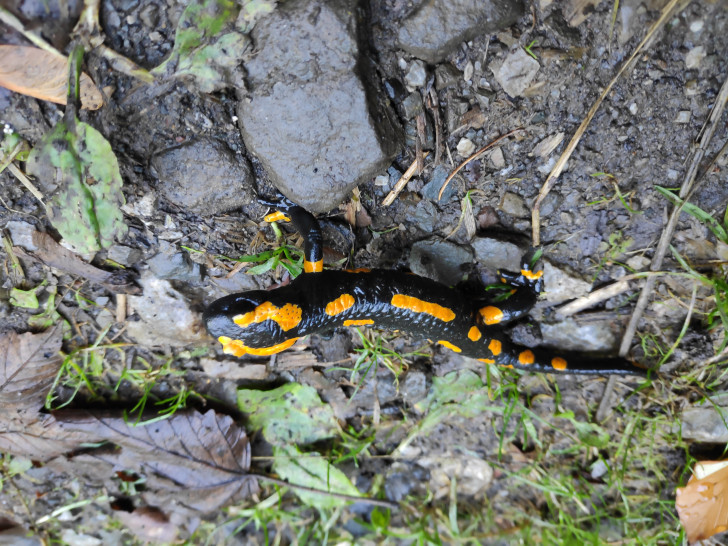 Die Wanderungszeit von Amphibien beginnt.