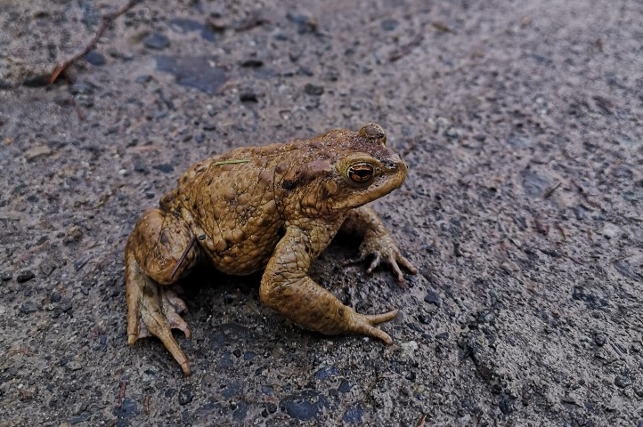 Seit 1999 wird die Sperrung der Wolfshagener Straße vorgenommen, um den Amphibien eine sichere Wanderung zu ermöglichen.