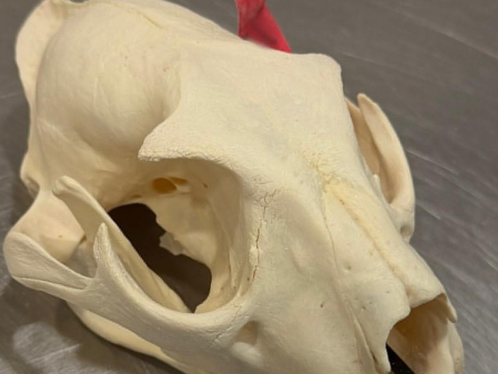 Leoparden-Schädel (Archiv)