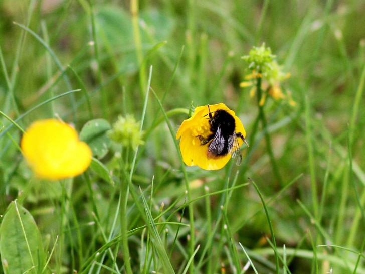 Hummel bestäubt Blüte (Archiv)