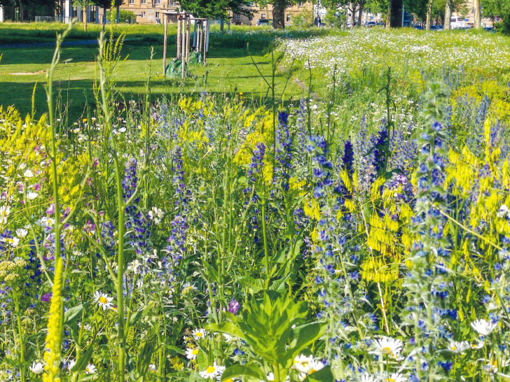 Damit sie bald in voller Blüte stehen: Jetzt ist die perfekte Zeit, um die Braunschweiger Wildbienenmischungen auszusäen.