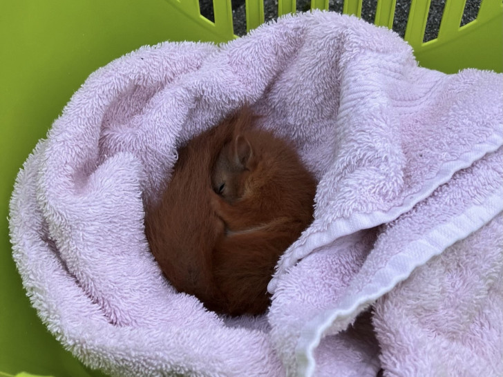 Dieses Eichhörnchen retteten die Einsatzkräfte der Feuerwehr.