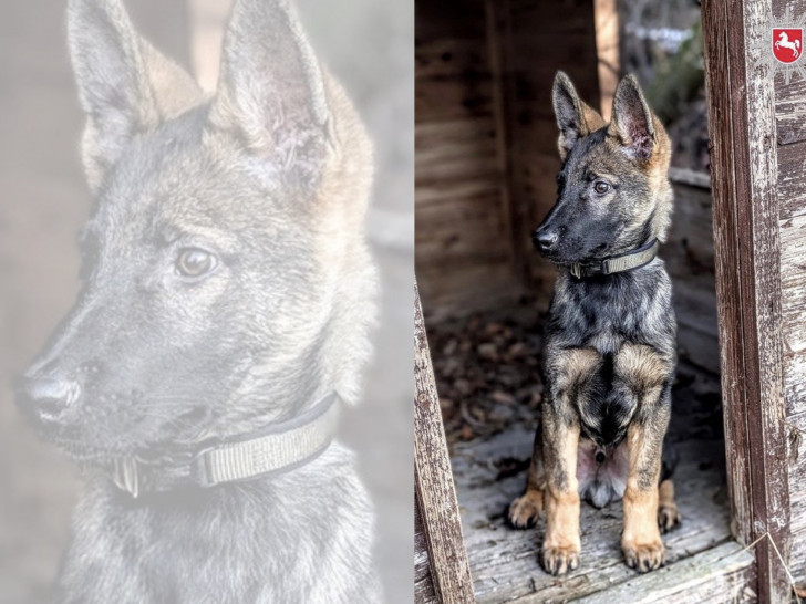 Der junge Schäferhund Kemi hat seine Ausbildung zum Polizeihund begonnen.