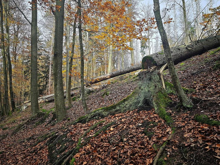 Umgesägter Baum im Wald (Archiv)