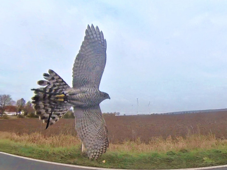 Ein Jagdausflug im November endete für Habicht „Alfons“ mit schweren Verletzungen.