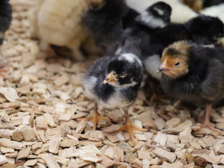 Besucher können die Osterküken jetzt live im Museum erleben.