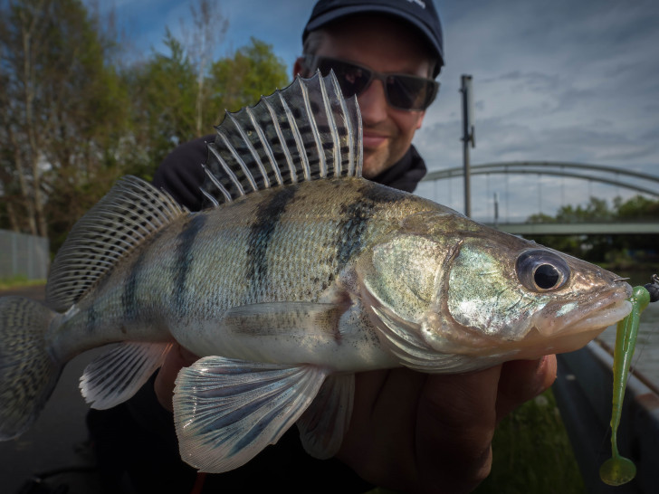 Der Wolgazander breitet sich weiter in Norddeutschland aus.