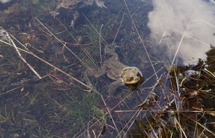Kröten, Frösche, Molche & Co sind unverzichtbar für das ökologische Gleichgewicht.