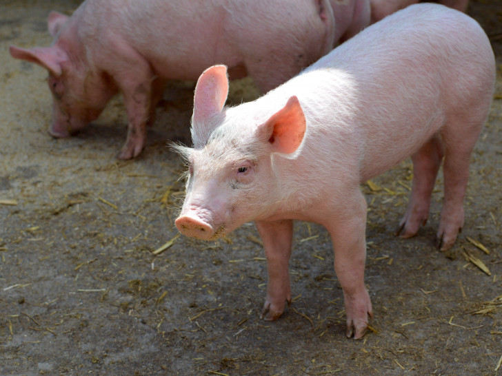 Ein Ferkel war plötzlich auf dem Schulhof zu Besuch (Symbolbild). 