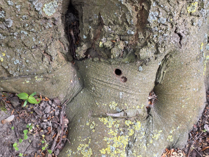 Wer hat den Baum absichtlich beschädigt?