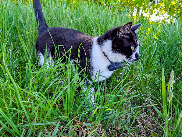 MIt einem GPS-Tracker können Katzen geortet werden.