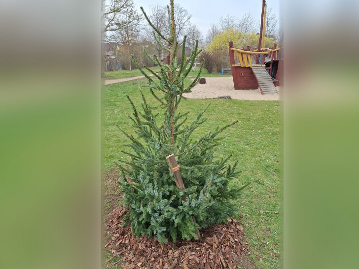 Die gestohlene Fichte.