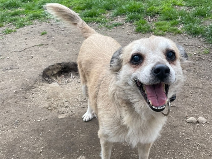 Für Martha wird dringend eine Pflegestelle gesucht.