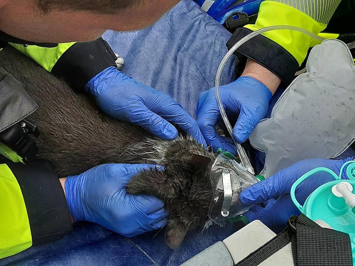 Verletzte Katze nach Feuer auf einem Balkon  (Archiv)