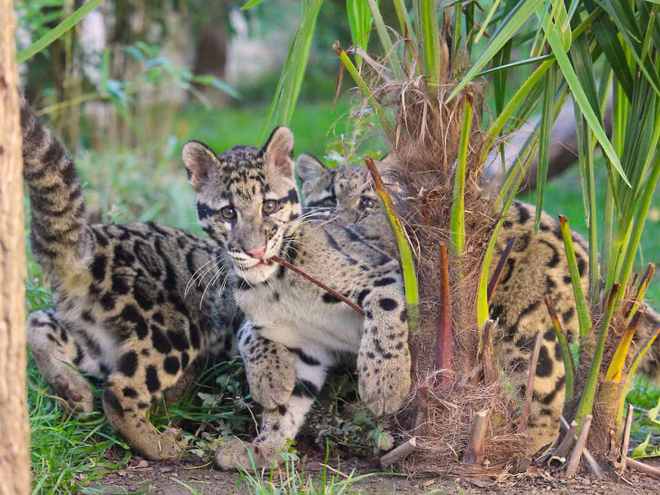 Selten und besonders: Der Nebelparder ist das Wappentier des Artenschutzzentrums.