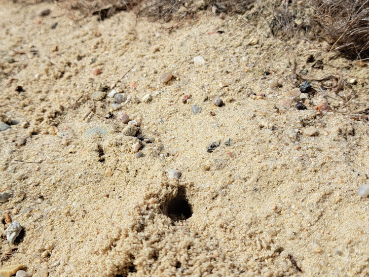 Das Auftreten der Wildbienen ist ein positives Signal für eine intakte Umwelt.