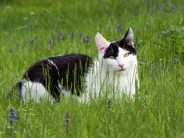 Freigang kann für Katzen bereichernd sein.