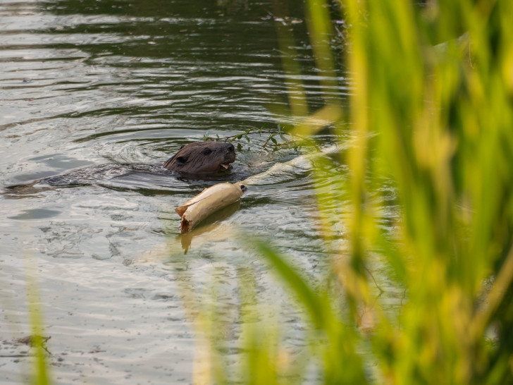 Wo der Biber wirkt, profitieren Gewässer, Artenvielfalt und letztlich auch wir Menschen, so der NABU Niedersachsen.