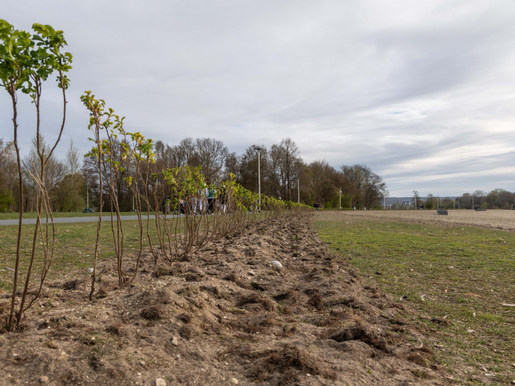 Zwischen der Reppnerschen Bucht und dem Piratenspielplatz wurden nun Hecken gepflanzt